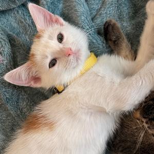 Dipper, young, available for adoption