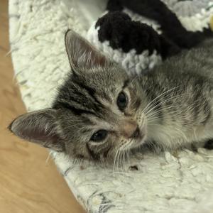 Arugula, kitten, available for adoption
