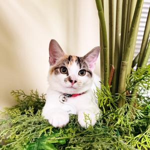 Dawn, kitten, available for adoption