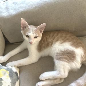 A white and brown cat lying on a beige couch