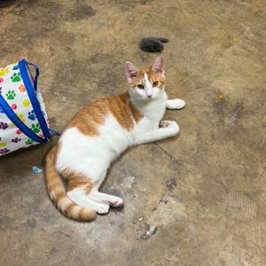 A white and orange cat lying on a concrete floor next to a colorful bag with paw prints.