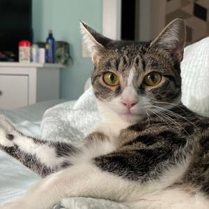 Cannoli, adult, available for adoption