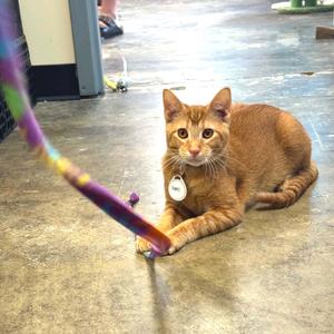 Hobbes, young, available for adoption