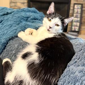 Charm, adult, available for adoption