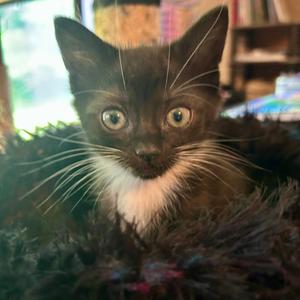 Jicama, kitten, available for adoption