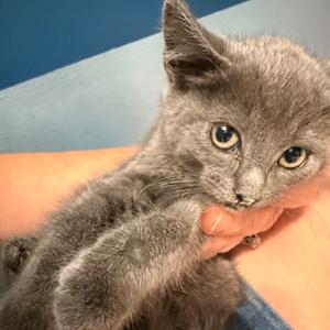 Bristol, young, available for adoption