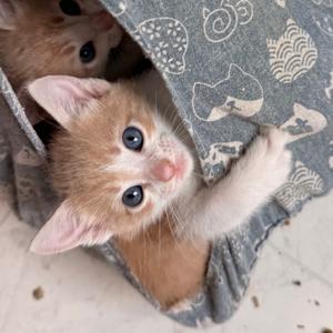 Flare, young, available for adoption