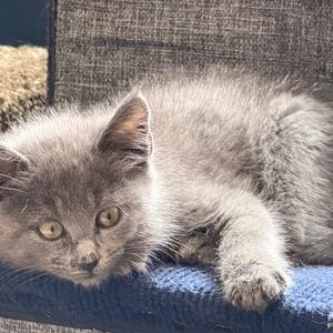 A fluffy grey kitten lies on a blue surface with a grey textured background.