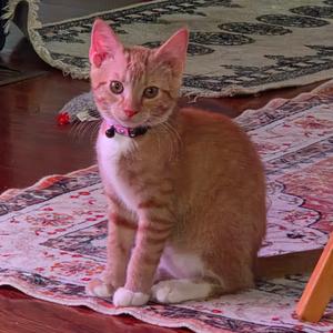 Carrot, young, available for adoption