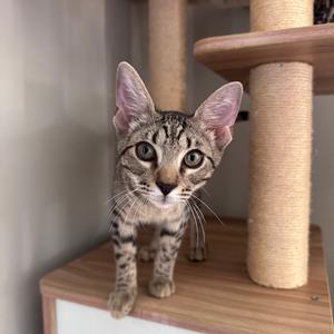 A young tabby cat with large ears stands on a wooden surface in front of a cat tree.
