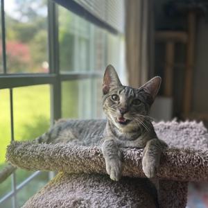 *Bobby, young, available for adoption