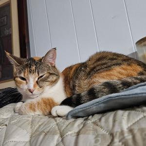 *Mai Tai, adult, available for adoption