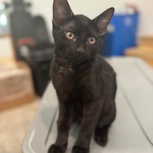 Bear, young, available for adoption
