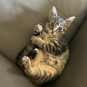 A tabby kitten lying on its back on a gray couch, with its paws raised and looking at the camera.