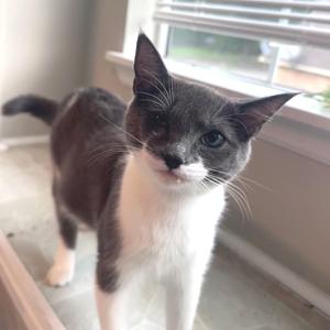 A gray and white cat standing on a windowsill, looking directly at the camera.