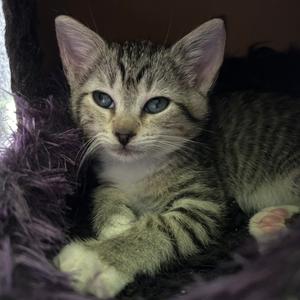 A close-up of a tabby kitten with blue eyes, lying on a purple, fluffy surface.