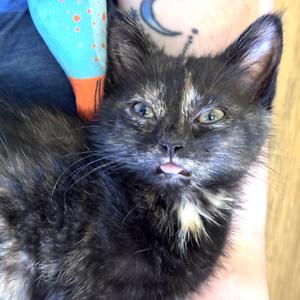 Ahsoka, kitten, available for adoption