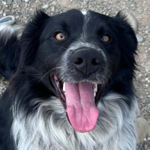Dawson, Border Collie, young, available for adoption