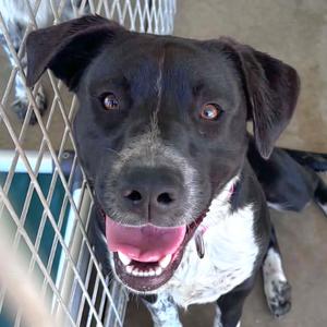 Josephine, Border Collie, young, available for adoption