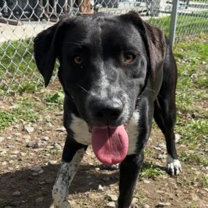 Pacey, Border Collie, young, available for adoption