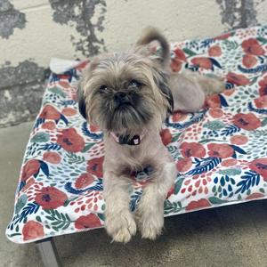 a small dog lying on a floral blanket