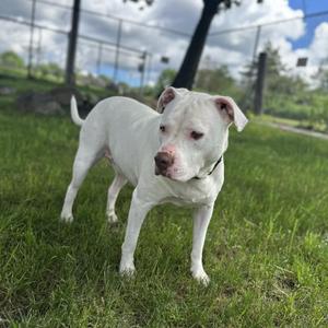 Jasper, American Bully, adult, available for adoption