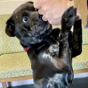 Marble, Shar-Pei, young, available for adoption