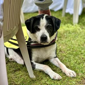 Humphrey, Boxer / Labrador Retriever, senior, available for adoption