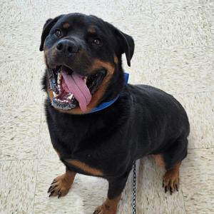 Gaius, Rottweiler, adult, available for adoption