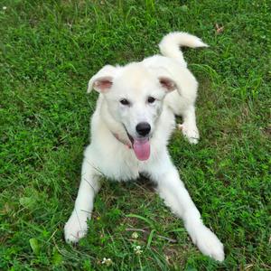 Lollipop, Pyrenees, Great, puppy, available for adoption