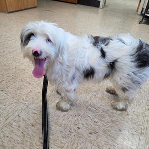 a fluffy white and black dog with a pink tongue sticking out, standing on a tiled floor