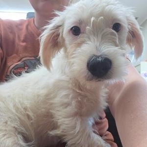 A close-up of a small, fluffy white dog with dark eyes and a black nose, being held by a person wearing a red shirt.
