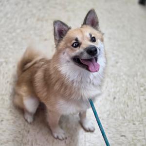 A happy dog with a fluffy coat and perked-up ears, sitting on a carpeted floor and looking up with its tongue out.