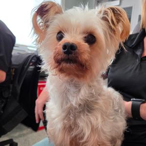 Oslo, Terrier, Yorkshire, Yorkie, adult, available for adoption