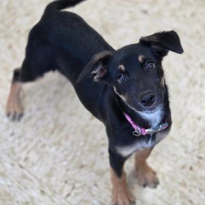Alia, Mixed Breed (Large), puppy, available for adoption