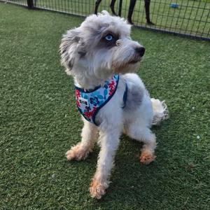 A small, fluffy white and grey dog with blue eyes and a floral harness sits on artificial grass.