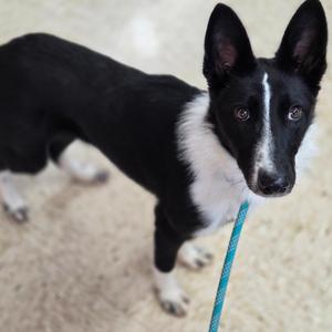 Buffy, Collie, Border, adult, available for adoption