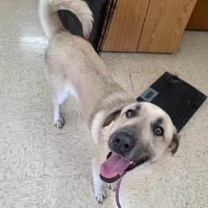 Sable, Shepherd, Anatolian, adult, available for adoption