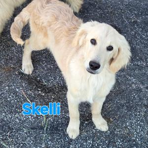 Skelli, Retriever, Golden, puppy, available for adoption