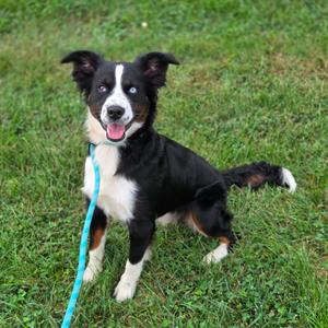 Barley, Shepherd, Australian, adult, available for adoption