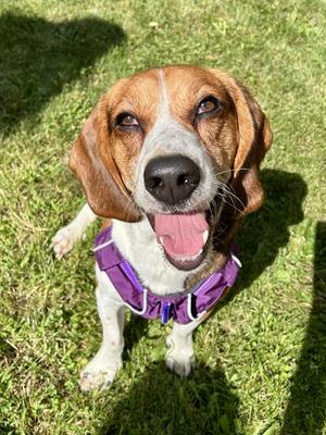 Preacher, Beagle, adult, available for adoption