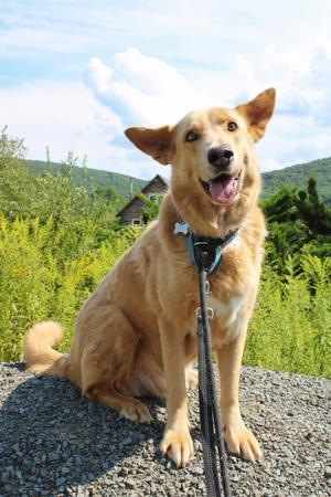 Bear, Husky / German Shepherd Dog, adult, available for adoption