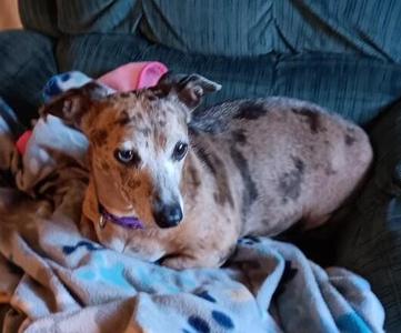 Mia, Dachshund, adult, available for adoption