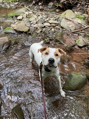 Murphy, Pit Bull Terrier / Boxer, adult, available for adoption