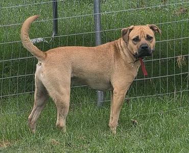 A tan dog with a red collar standing in front of a wire fence.