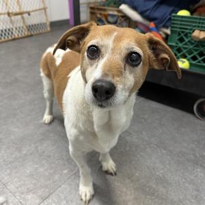 Julie, Basset Hound / Jack Russell Terrier, senior, available for adoption