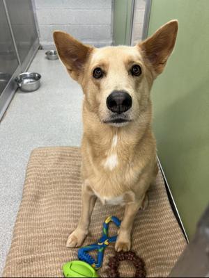 A tan dog with large ears sits on a brown mat with toys.