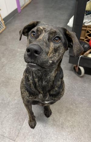 Bean, German Shepherd Dog / Black Labrador Retriever, adult, available for adoption