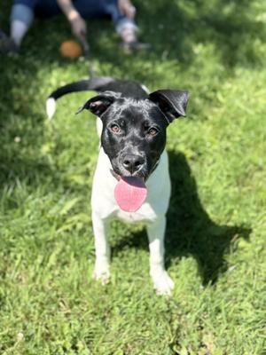 Reba, Black Labrador Retriever / Pit Bull Terrier, young, available for adoption