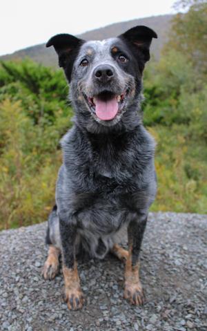 Banjo, Australian Cattle Dog / Blue Heeler, adult, available for adoption